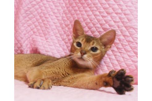 販売中のアビシニアンの親猫